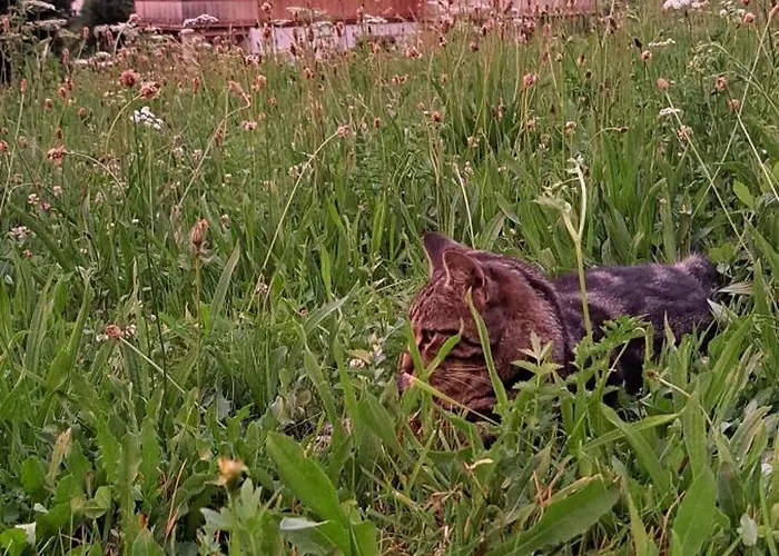 Feriehus Kaiserwohl *